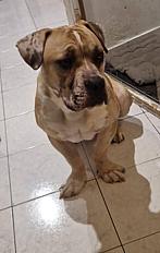 Donne Téo American Bully mâle 19 mois - Seine et Marne - Photo 3