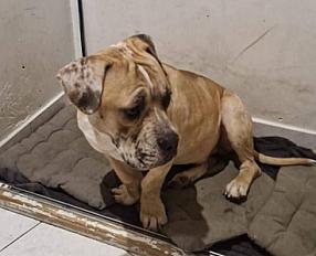 Donne Téo American Bully mâle 19 mois - Seine et Marne - Photo 4