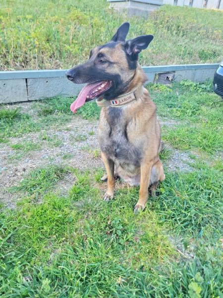 Donne Aaron Malinois mâle 6 ans - Bouches du Rhône