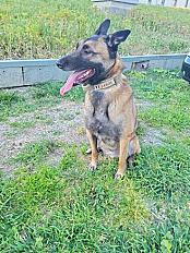 Donne Aaron Malinois mâle 6 ans - Bouches du Rhône