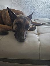 Donne Aaron Malinois mâle 6 ans - Bouches du Rhône - Photo 2