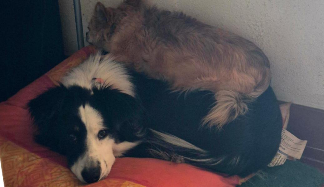 Donne border collie femelle 16 mois - Var
