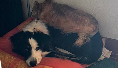 Donne border collie femelle 16 mois - Var