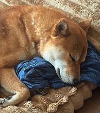 Donne shiba inu mâle de 3 ans - Val d'Oise