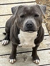 Donne staffie mâle 1 na - Nièvre - Photo 2