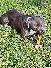 Donne staffie mâle 1 na - Nièvre - Photo 3
