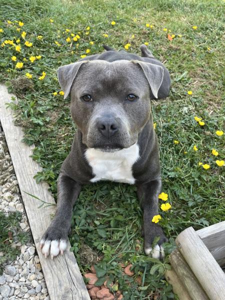 Donne staffie mâle 1 na - Nièvre