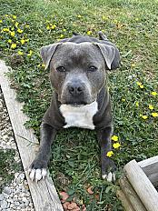 Donne staffie mâle 1 na - Nièvre
