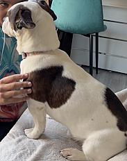 Donne bouledogue français mâle 9 ans - Hauts de Seine