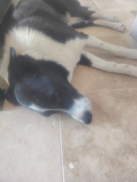 Border collie cherche son troupeau mâle 3 ans - Yonne