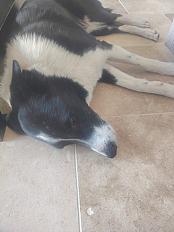 Border collie cherche son troupeau mâle 3 ans - Yonne