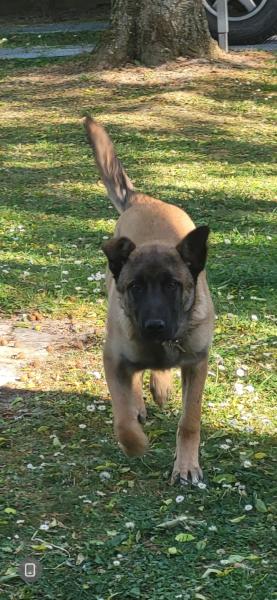 Donne Berger Belge Malinois chiot mâle 7 mois - Aube