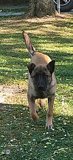 Donne Berger Belge Malinois chiot mâle 7 mois - Aube