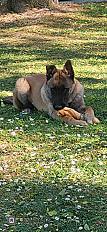 Donne Berger Belge Malinois chiot mâle 7 mois - Aube - Photo 2
