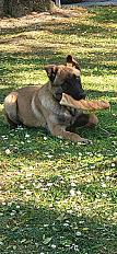 Donne Berger Belge Malinois chiot mâle 7 mois - Aube - Photo 3