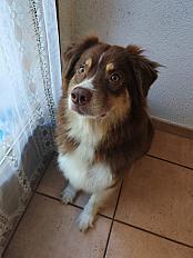 Donne berger australien femelle 5 ans - Savoie - Photo 2