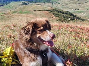 Donne berger australien femelle 5 ans - Savoie