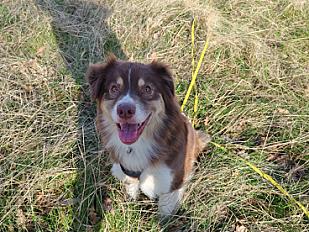 Donne berger australien femelle 5 ans - Savoie - Photo 4