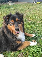 Donne Berger Australien Tricolore mâle 3 ans - Maine et Loire