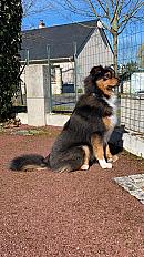 Donne Berger Australien Tricolore mâle 3 ans - Maine et Loire - Photo 2