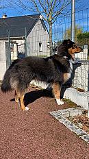 Donne Berger Australien Tricolore mâle 3 ans - Maine et Loire - Photo 3