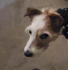 Donne Moka jack russell mâle 10 ans - Vienne - Photo 2