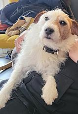 Donne Moka jack russell mâle 10 ans - Vienne