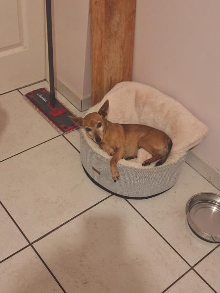Donne petit Pinscher mâle 13 ans - Pyrénées Atlantiques
