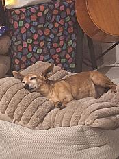 Donne petit Pinscher mâle 13 ans - Pyrénées Atlantiques - Photo 2