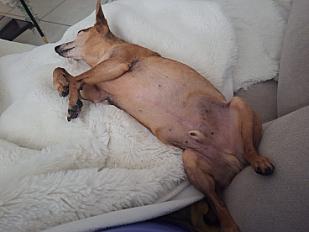Donne petit Pinscher mâle 13 ans - Pyrénées Atlantiques - Photo 3