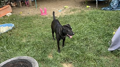 Donne bouledogue américain croisé mâle 2 ans - Eure et Loir