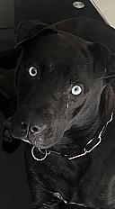 Donne bouledogue américain croisé mâle 2 ans - Eure et Loir - Photo 2