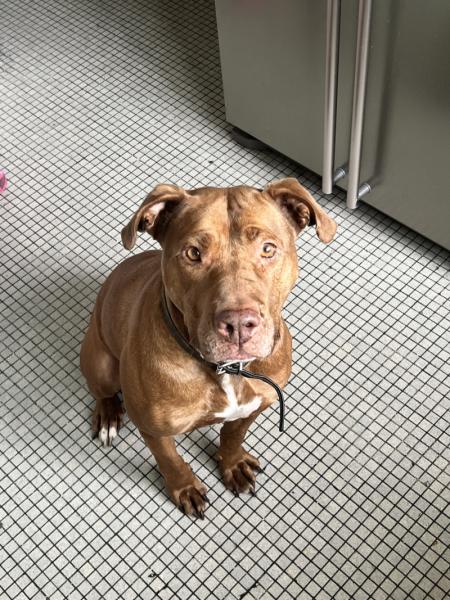 Donne Ruby Staffie femelle 11 ans - Seine Saint Denis