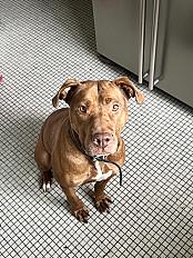 Donne Ruby Staffie femelle 11 ans - Seine Saint Denis