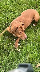 Donne Ruby Staffie femelle 11 ans - Seine Saint Denis - Photo 2