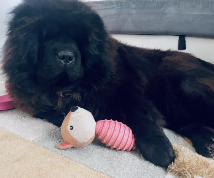 Donne chow-chow femelle 6 ans - Loiret