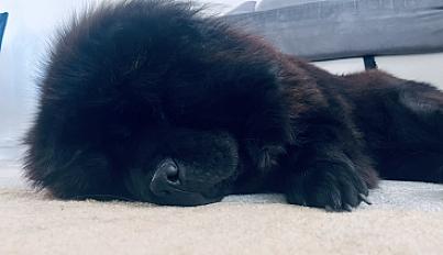 Donne chow-chow femelle 6 ans - Loiret - Photo 2