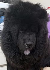 Donne chow-chow femelle 6 ans - Loiret - Photo 3
