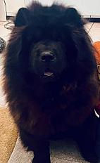 Donne chow-chow femelle 6 ans - Loiret - Photo 4
