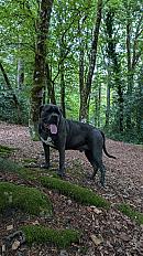 Donne Brasky cane corso LOF castré mâle 5 ans - Morbihan - Photo 2