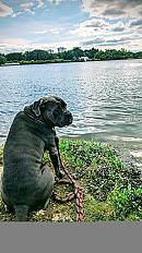 Donne Brasky cane corso LOF castré mâle 5 ans - Morbihan - Photo 3