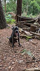 Donne Brasky cane corso LOF castré mâle 5 ans - Morbihan - Photo 4