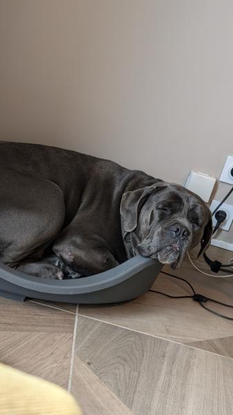 Donne Brasky cane corso LOF castré mâle 5 ans - Morbihan
