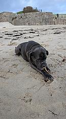 Donne Brasky cane corso LOF castré mâle 5 ans - Morbihan - Photo 5