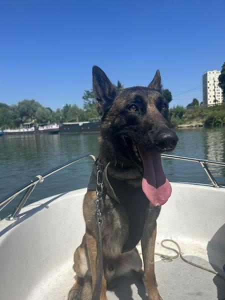 Donne Berger Belge Malinois mâle 5 ans - Eure et Loir