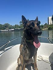 Donne Berger Belge Malinois mâle 5 ans - Eure et Loir