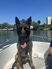 Donne Berger Belge Malinois mâle 5 ans - Eure et Loir - Photo 2