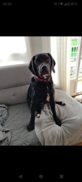 Donne Dobby labrador x beagle mâle 2 ans - Haute Vienne