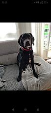 Donne Dobby labrador x beagle mâle 2 ans - Haute Vienne