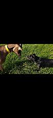 Donne Dobby labrador x beagle mâle 2 ans - Haute Vienne - Photo 2